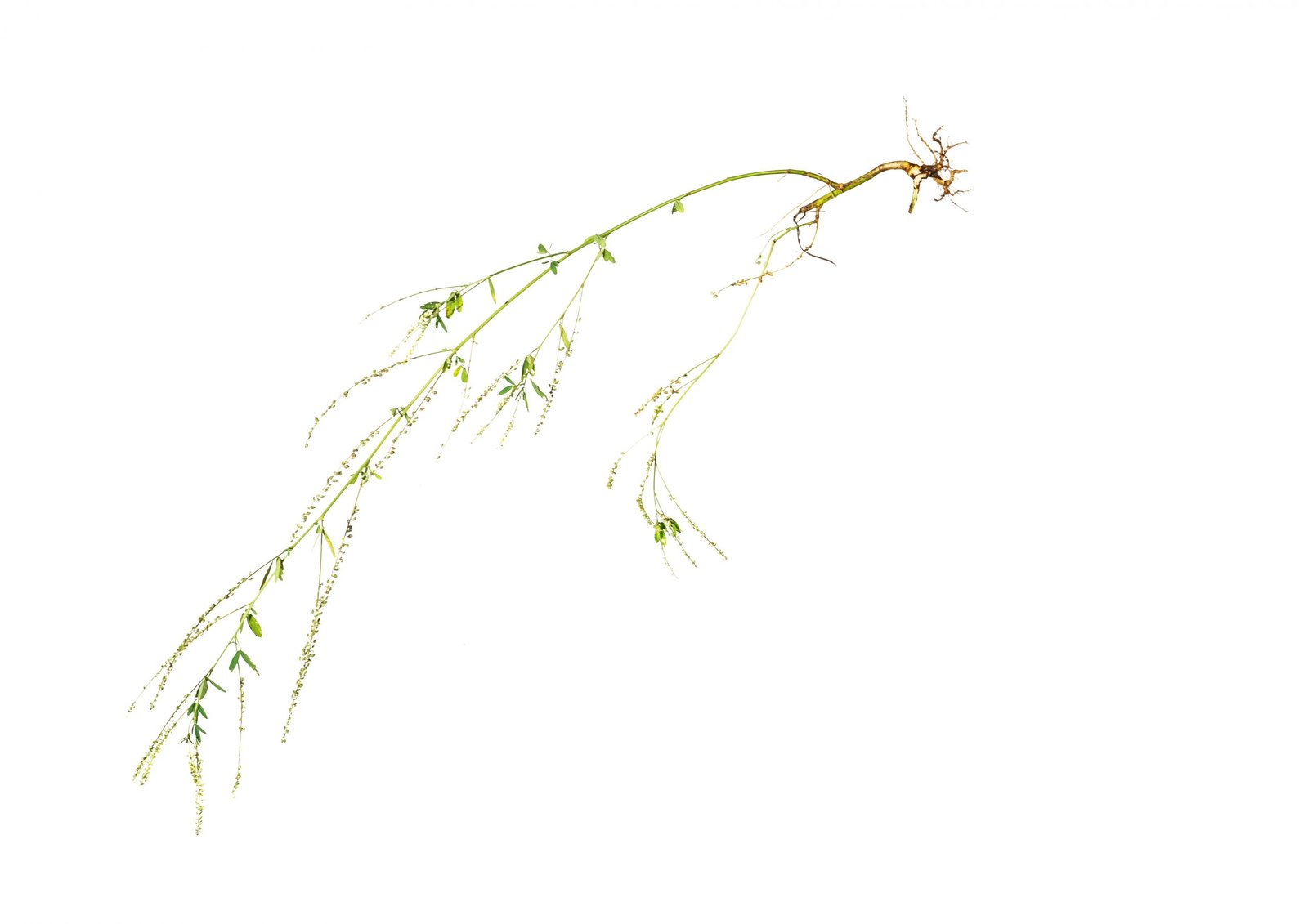Aus der Werkgruppe ‚burning light – turning nature‘ — Harald Mairböck, 2026